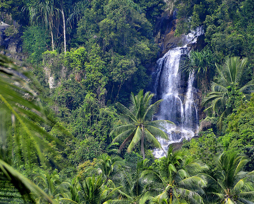 Tropical Rainforest - Biology
